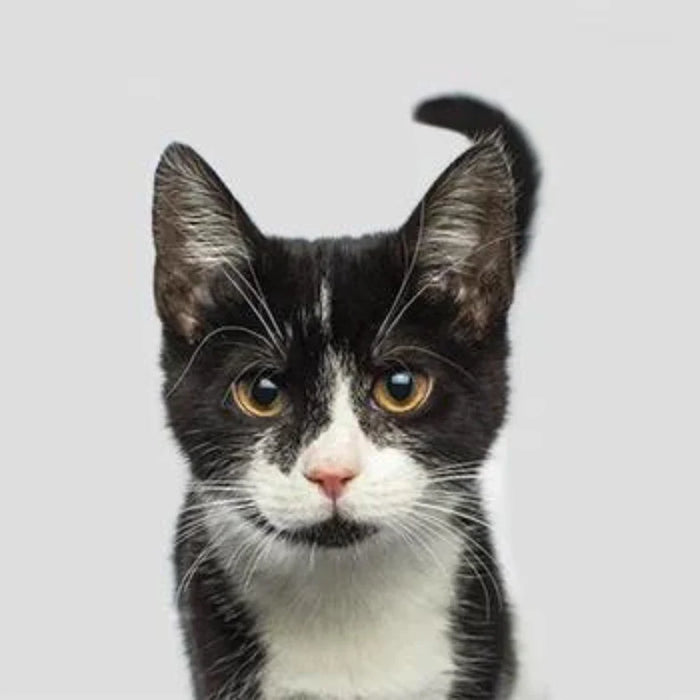 Kattunge